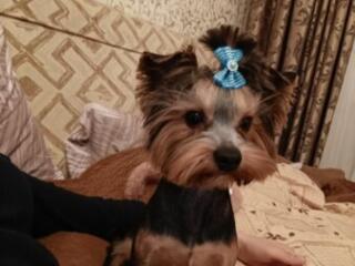 Ищу невесту.