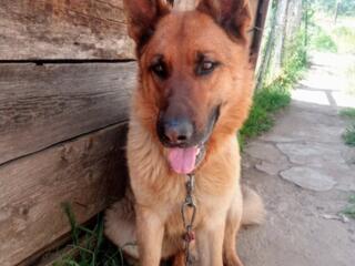 Молодой красивый немец с очень хорошей родословной. приглашает невест.