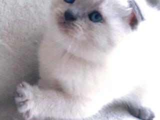 Продам море позитива шотландские котята. Недорого!