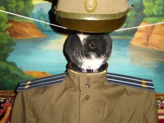 Погоны, ремни и фуражка военная офицерская полевая СССР 56 размера.