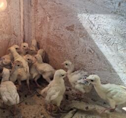 Продам индюшат