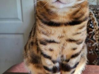 Вязка кот бенгал