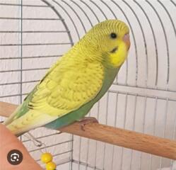 Продается волнистый попугай
