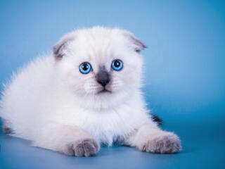 Шотландский пушистики! котята недорого!!!