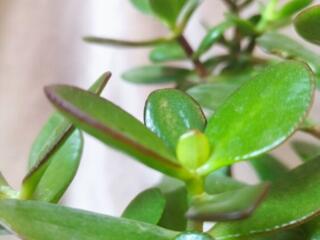 Денежное дерево, Crassula из Южной Африки, приносит достаток в дом!