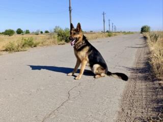 Кобель ищет невесту