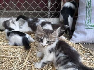 Отдам котят в хорошие руки