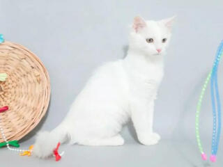 Белая пушистая кошечка Ангора.