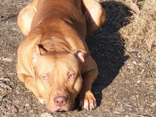 Вязка, кобель питбуль.