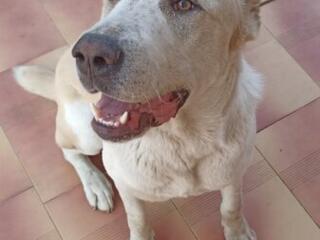 Срочно, вязка алабай, девочка ищет мальчика.