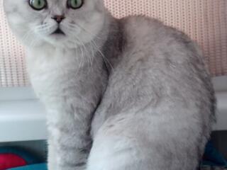 Вязка. Серебристая шиншила.