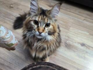 Пропала кошка, вознаграждение гарантируем