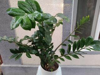 Продам большой цветок с вазоном