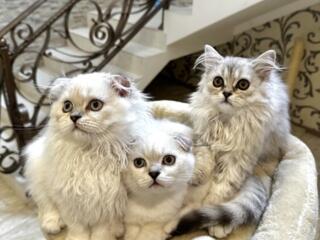 Чистокровные шотландские котята