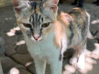 Отдам котят в хорошие руки