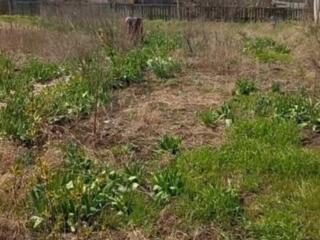 Дачный участок 6 соток в СОТ "Ветеран"