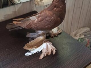 Продам голубей