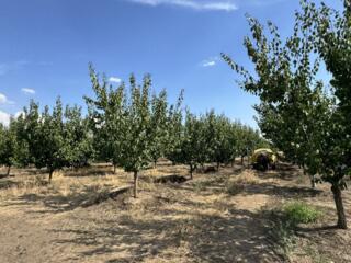 Продаются сады (Тирасполь, 5 км от города)