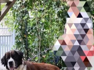 Московская сторожевая