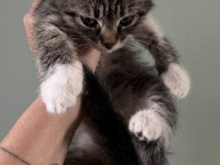 Отдам котят