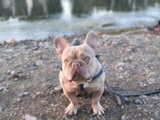 Французский бульдог вязка