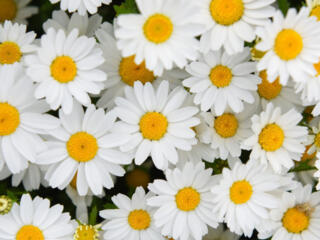 Мужчина 44, познакомится с женщиной до 52 лет.