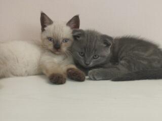 Милые шотландцы!