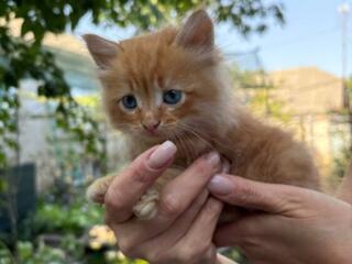 Отдам котят в добрые руки