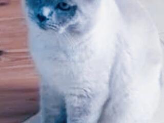 Элитный мальчик редкого окраса блю point. Развязан. Многоплоден.