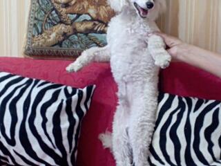 Пудель кобель вязка