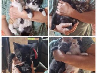 Котята ищут добрую семью,возраст 1,5 месяцев,кушают сами,к лотку приучены. Тирасполь