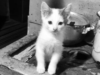 Отдам котят в хорошие руки!