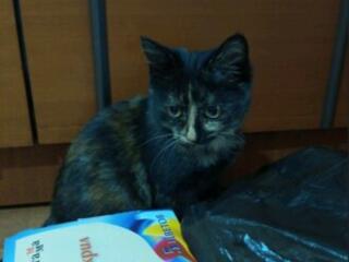 В добрые руки