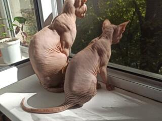 Котята канадского сфинкса