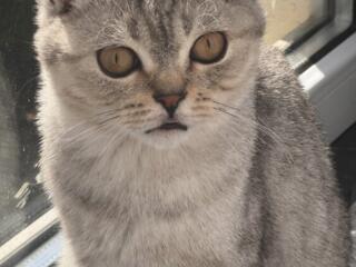 Продам вислоухого котенка