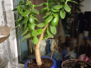 Продам цветок Денежное дерево