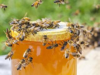 Продам мёд 2025