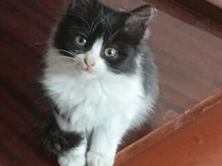 Кошечка в добрые руки