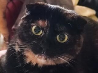 Отдам шотландскую вислоухую кошку в добрые руки