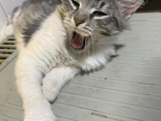 В добрые руки