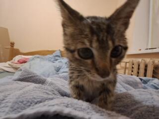 Отдадим в добрые руки!