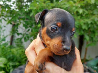 Продаются щенки цверг пинчера!!!!