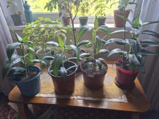 Продам цветы каланхоэ