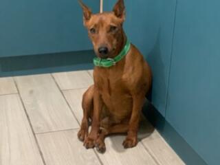 Цвергпинчер вязка