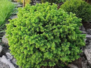 Ель Альберта Глоб