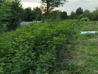 Саженцы белый акацыи