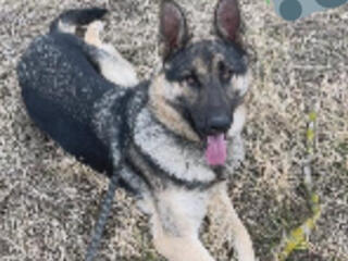 Красавчик, 2,6 года, ищет девочку для вязки, умный, хорошо плавает