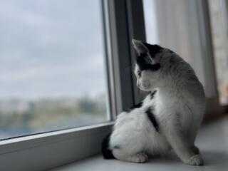 ОТДАМ КОШЕЧКУ!