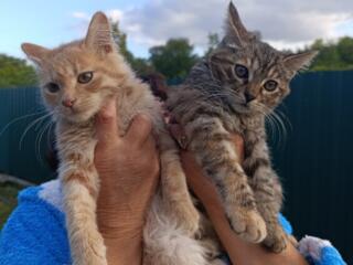 Отдам котят в добрые руки