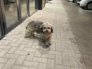 Ищет дом добрый и воспитанный интеллигент!